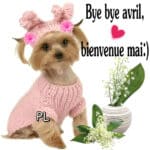 ᐅ bienvenue mai - Mai images gratuites