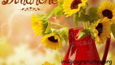 ᐅ bon dimanche - Dimanche images gratuites