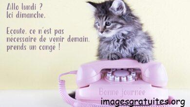 ᐅ bon dimanche humour - Dimanche images gratuites