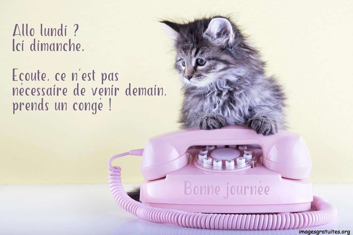 ᐅ bon dimanche humour - Dimanche images gratuites