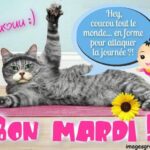 ᐅ bon mardi humour - Mardi images gratuites