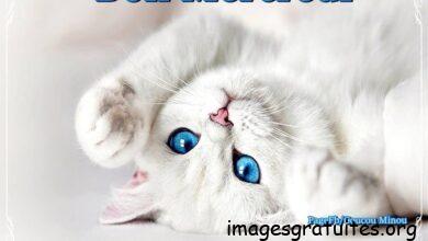 ᐅ bon mercredi chat - Mercredi images gratuites