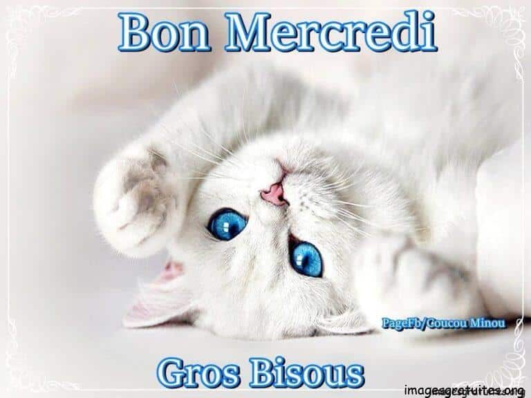 bon mercredi chat
