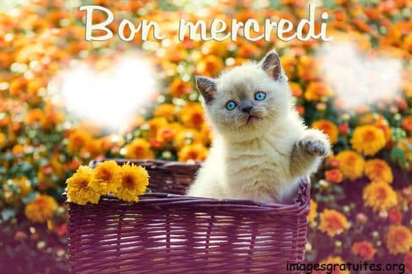 ᐅ bon mercredi chat - Mercredi images gratuites