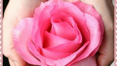 ᐅ bonjour belle journée - Bonjour images gratuites