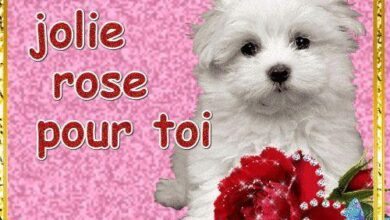 ᐅ bonjour bon mardi bisous - Mardi images gratuites