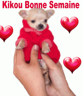ᐅ bonne semaine gif gratuit animé - Bonne semaine images gratuites ᐅ bonne semaine gif gratuit animé - Bonne semaine images gratuites
