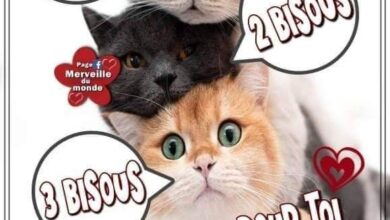 ᐅ humoristique bon samedi - Samedi images gratuites