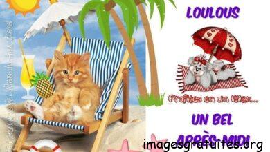 ᐅ image bon après midi humour - Bon après-midi images gratuites