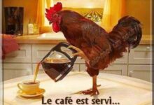ᐅ image bonjour drôle - Mardi images gratuites