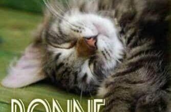 ᐅ image bonne nuit drole - Bonne nuit images gratuites