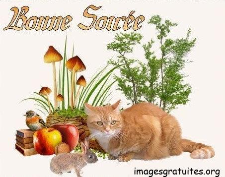 ᐅ image bonne soirée et bonne nuit - Bonne nuit images gratuites ᐅ image bonne soirée et bonne nuit - Bonne nuit images gratuites