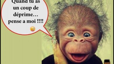 ᐅ image drôle du jour - Humour images gratuites