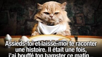 ᐅ image drole animaux - Humour images gratuites