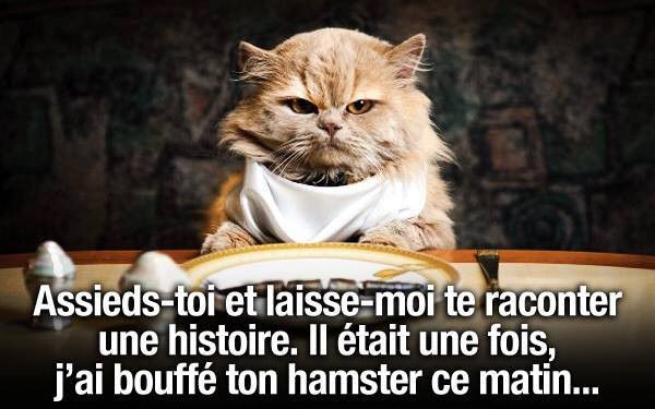 ᐅ image drole animaux - Humour images gratuites